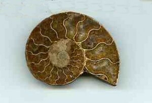 fossils can tell us much about the past